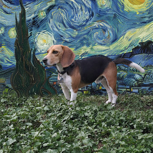 Fundraising Page: Copper - Chris Dombrowski